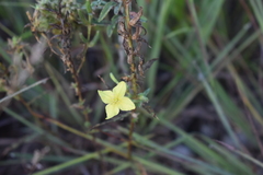 Oenothera rhombipetala