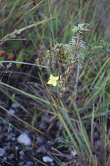 Oenothera rhombipetala