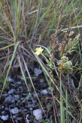 Oenothera rhombipetala