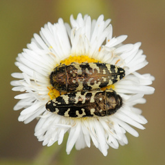 Acmaeodera decipiens
