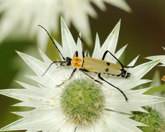 Chauliognathus misellus