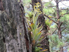 Catopsis hahnii