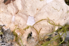 Sticta fuliginosa