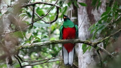 Pharomachrus antisianus