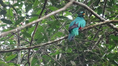 Pharomachrus antisianus