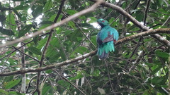 Pharomachrus antisianus