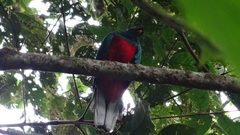 Pharomachrus antisianus