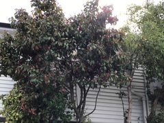 Photinia × fraseri