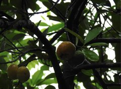 Garcinia oblongifolia