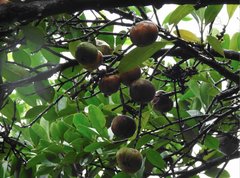 Garcinia oblongifolia