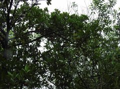 Garcinia oblongifolia