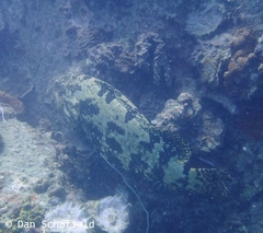 Epinephelus tukula