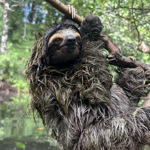 Pygmy Three-toed Sloth (Bradypus pygmaeus) — Critically Endangered Mammalia