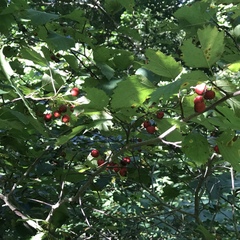 Crataegus coccinea