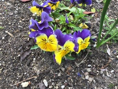 Viola × williamsii