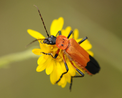 Chauliognathus profundus