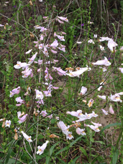 Penstemon laxiflorus