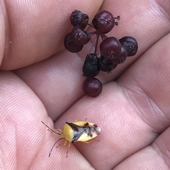 Elasmostethus atricornis