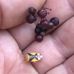 Elasmostethus atricornis