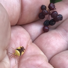 Elasmostethus atricornis