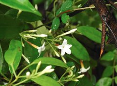 Jasminum lanceolarium