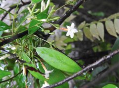 Jasminum lanceolarium