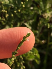 Verbena urticifolia