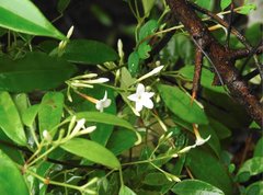 Jasminum lanceolarium