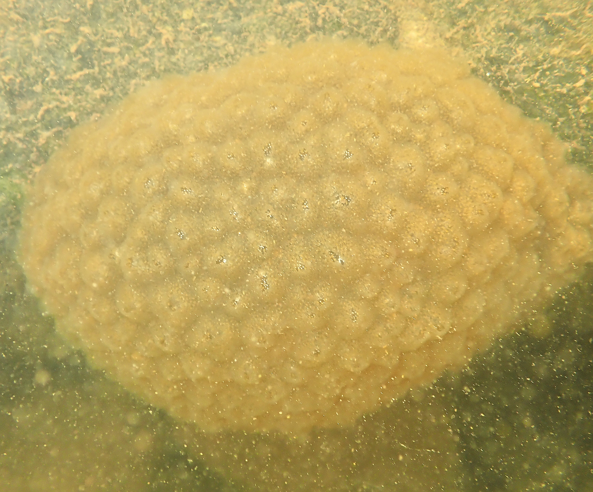 Pectinatella magnifica (Leidy, 1851)