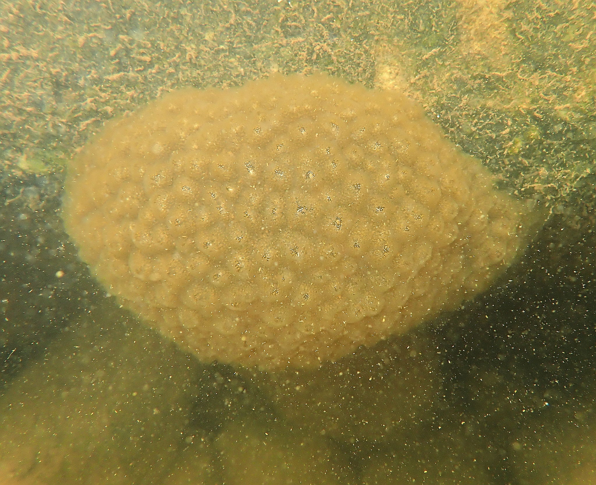 Pectinatella magnifica (Leidy, 1851)