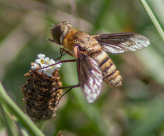 Exoprosopa brevirostris