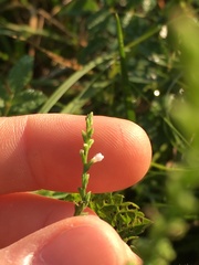 Verbena urticifolia