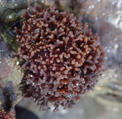 Nothogenia pulvinata