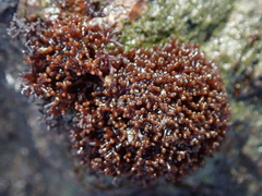 Nothogenia pulvinata