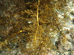 Carpophyllum plumosum