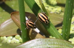 Paranaemia vittigera