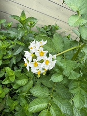 Solanum tuberosum