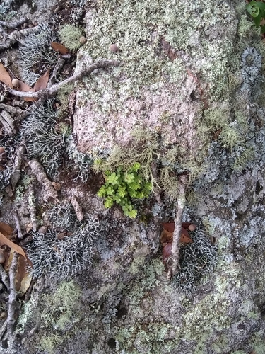 Peperomia berlandieri (Peperomia berlandieri)