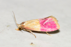 Cochylis rosaria