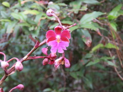 Epidendrum schweinfurthianum