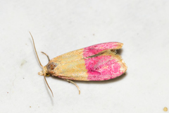 Cochylis rosaria