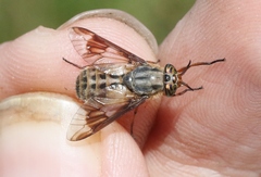 Chrysops coloradensis
