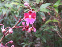 Epidendrum schweinfurthianum