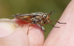 Chrysops coloradensis