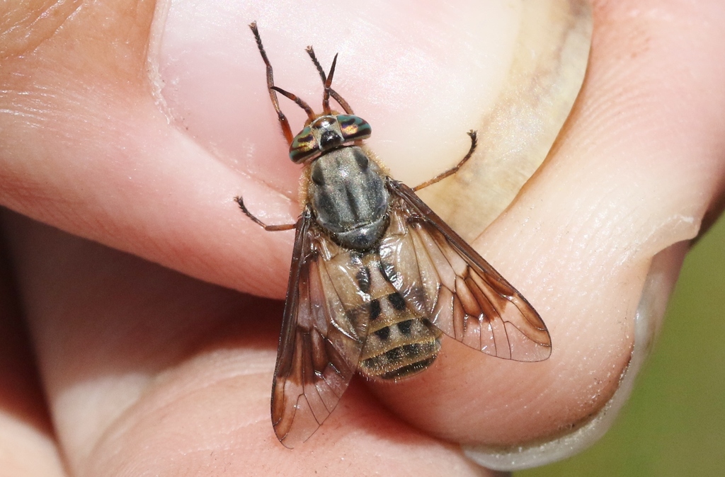 Colorado Deer Fly