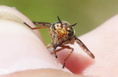 Chrysops coloradensis