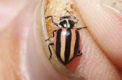 Paranaemia vittigera