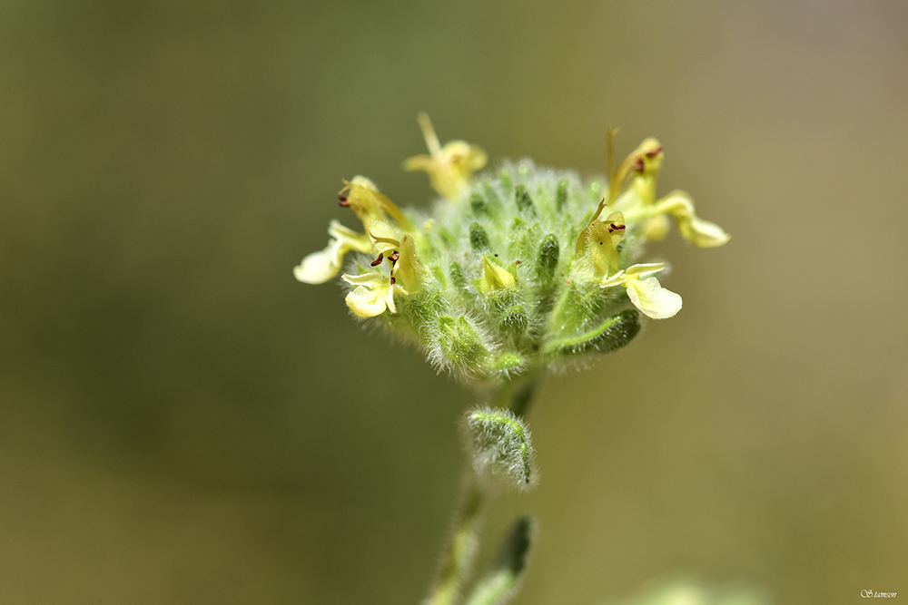 Teucrium kyreniae