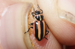 Paranaemia vittigera