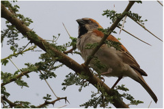Passer rufocinctus